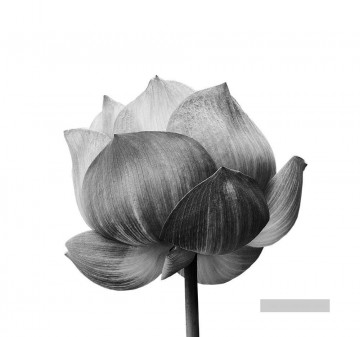 Schwarz weiß Werke - xsh499 Schwarzweiß Blumen